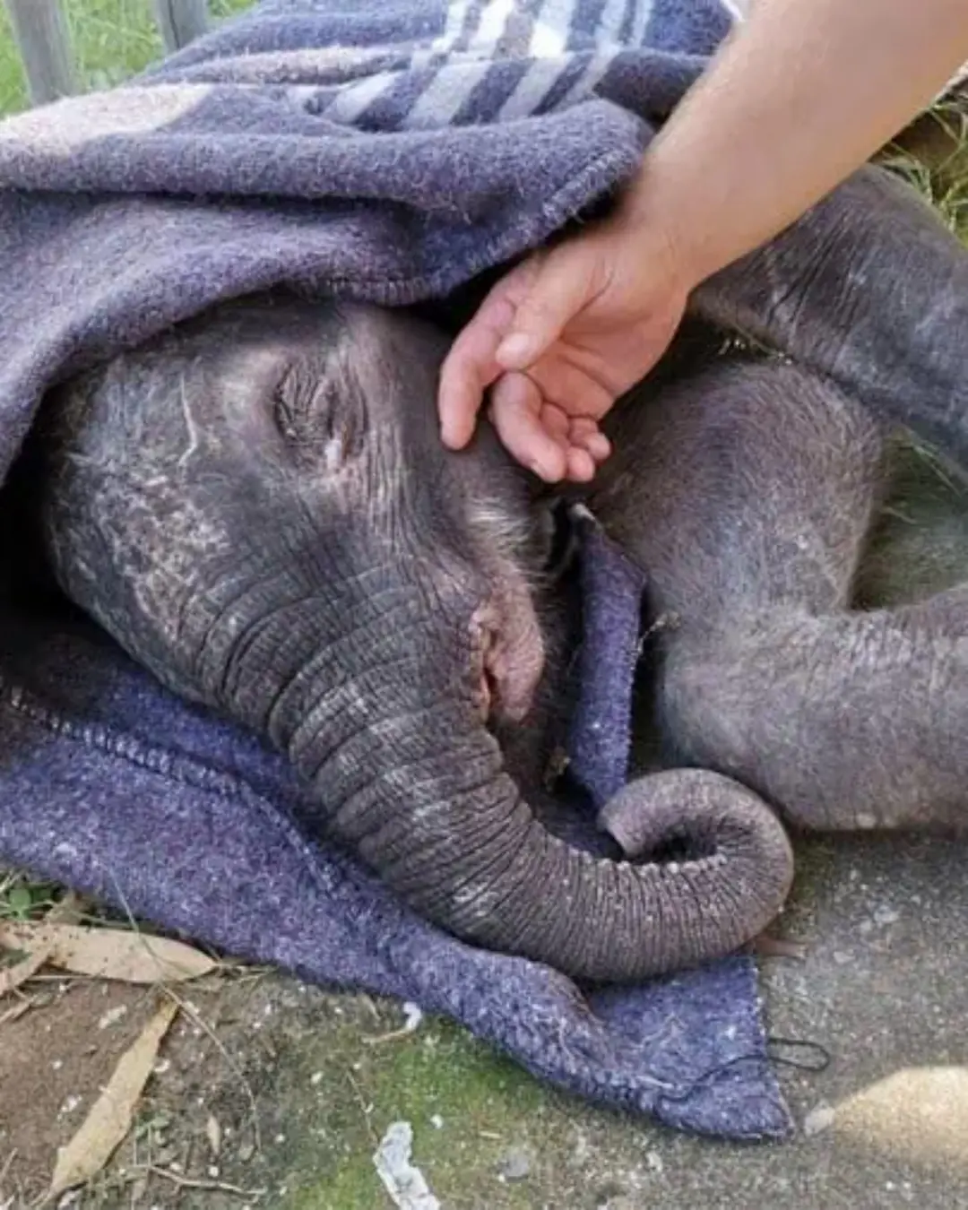 The Baby Elephant Who Refused to Give Up.