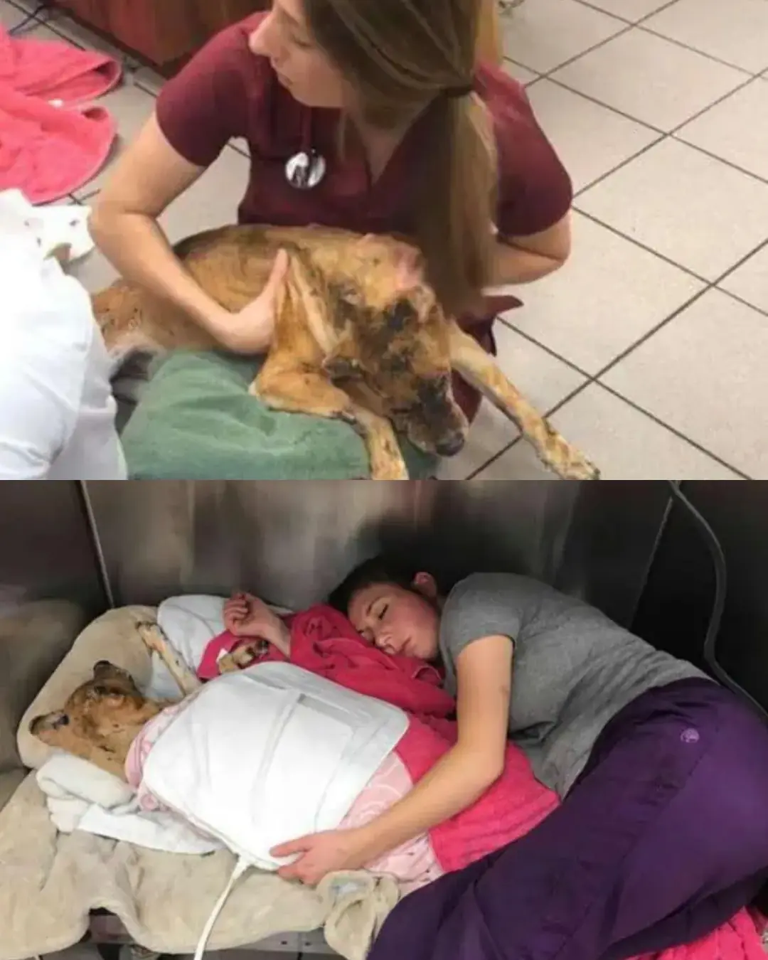 The Dog Who Walked Through Fire and Found Love.