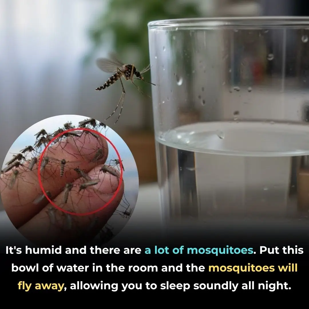It's humid and there are a lot of mosquitoes. Put this bowl of water in the room and the mosquitoes will fly away, allowing you to sleep soundly all night.