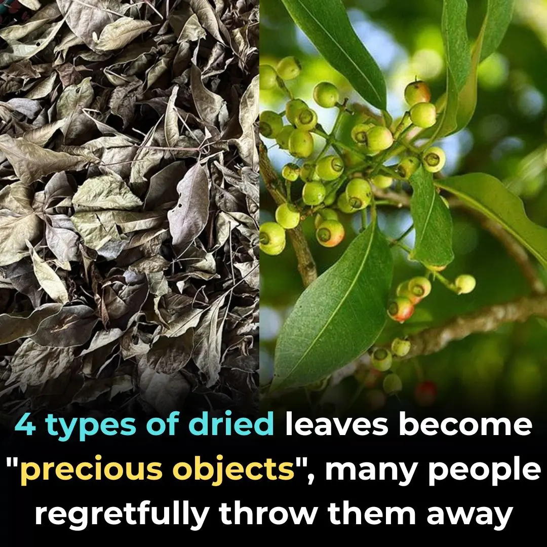 4 types of dried leaves become "precious objects", many people regretfully throw them away