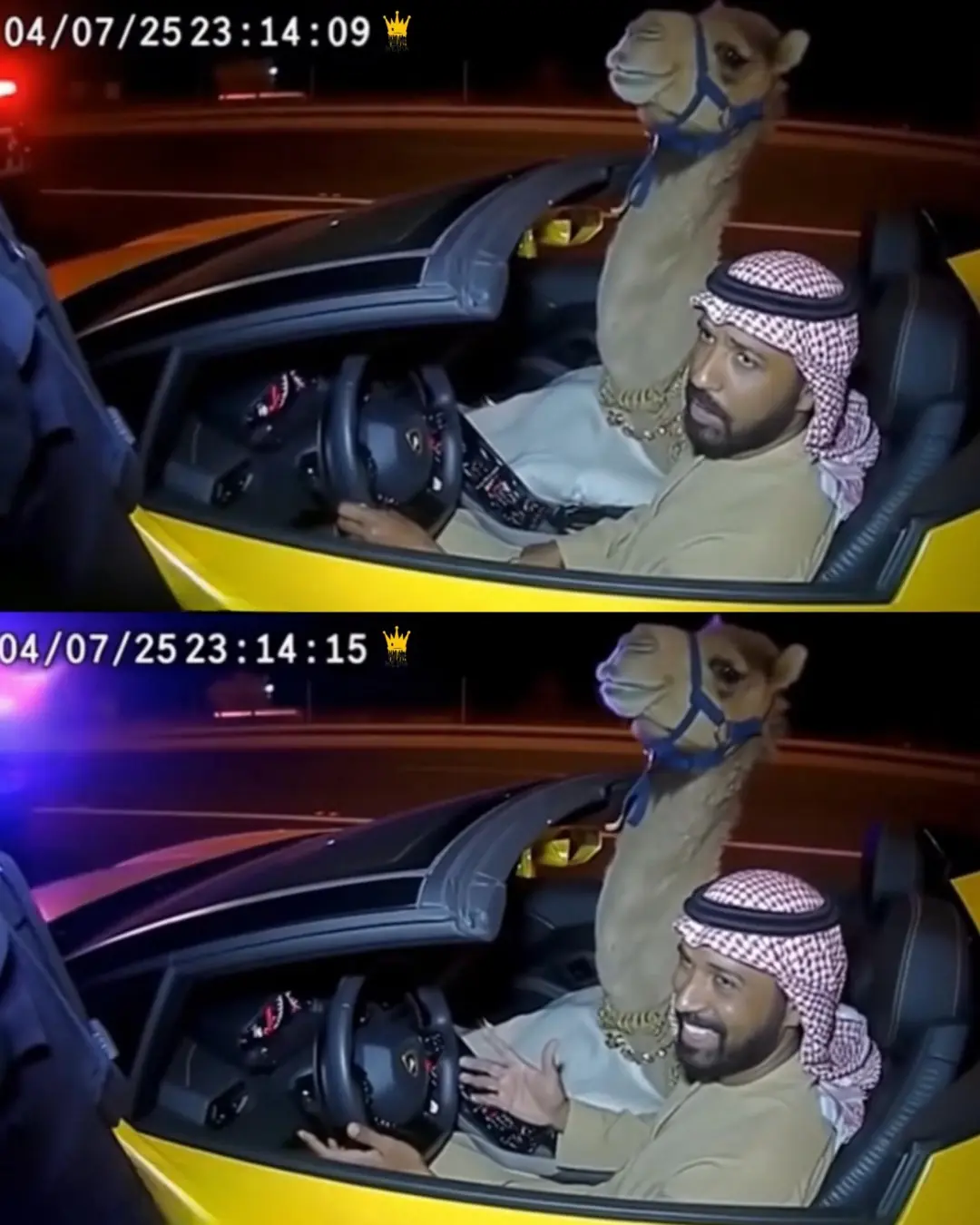 Unusual Ride: The Camel Passenger in a Lamborghini