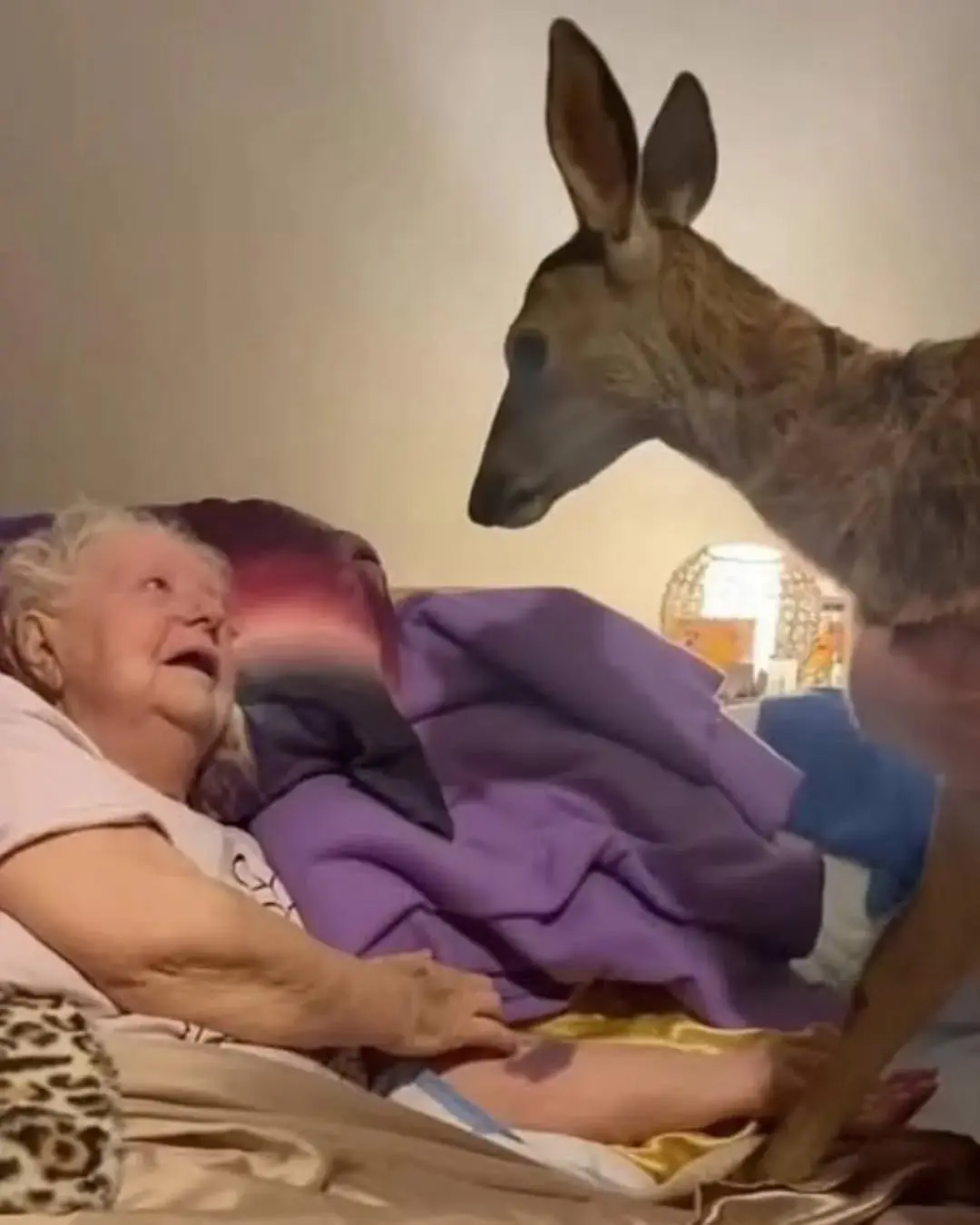 “A Final Gift: How a Real-Life Bambi Brought Joy to a Mother in Her Last Days”