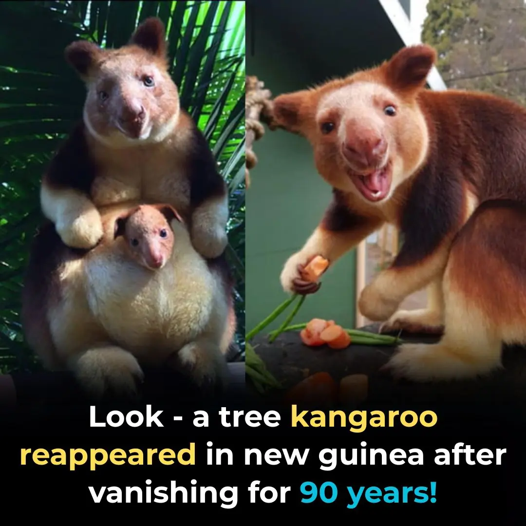 The Wondiwoi Tree Kangaroo Returns After Nearly a Century of Silence
