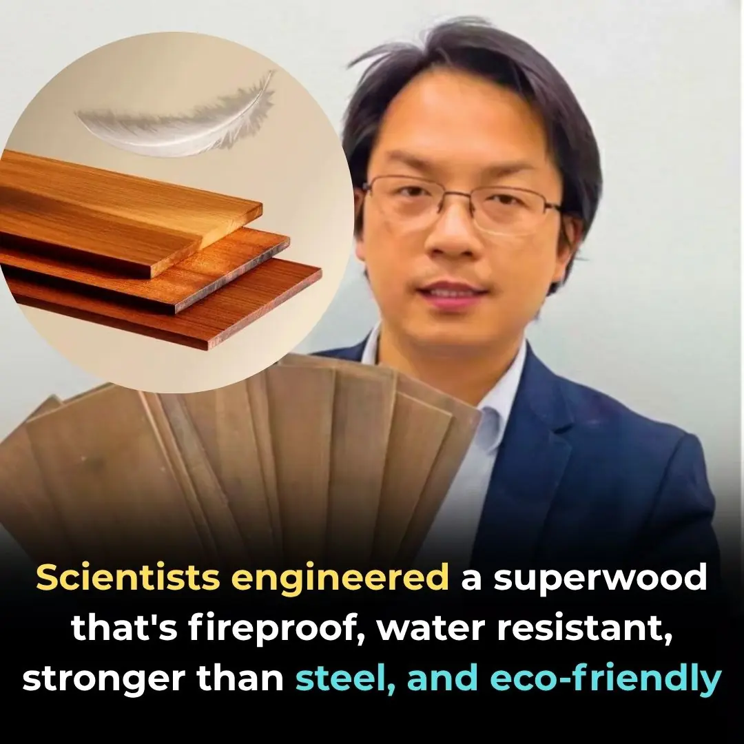 Scientists Create Revolutionary “Superwood” Stronger Than Steel and Completely Fireproof