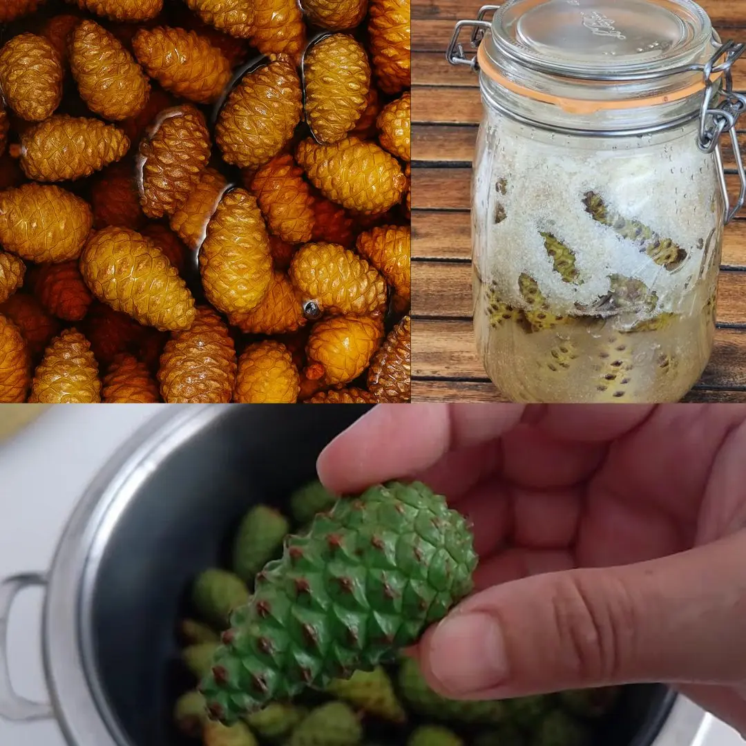 Pine Cone Syrup: A Newbie-Friendly Guide
