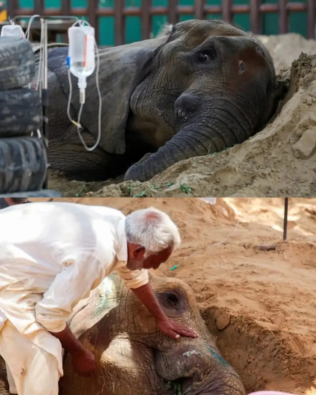 Goodbye, Noor Jehan: The Elephant Who Made a Nation Weep.