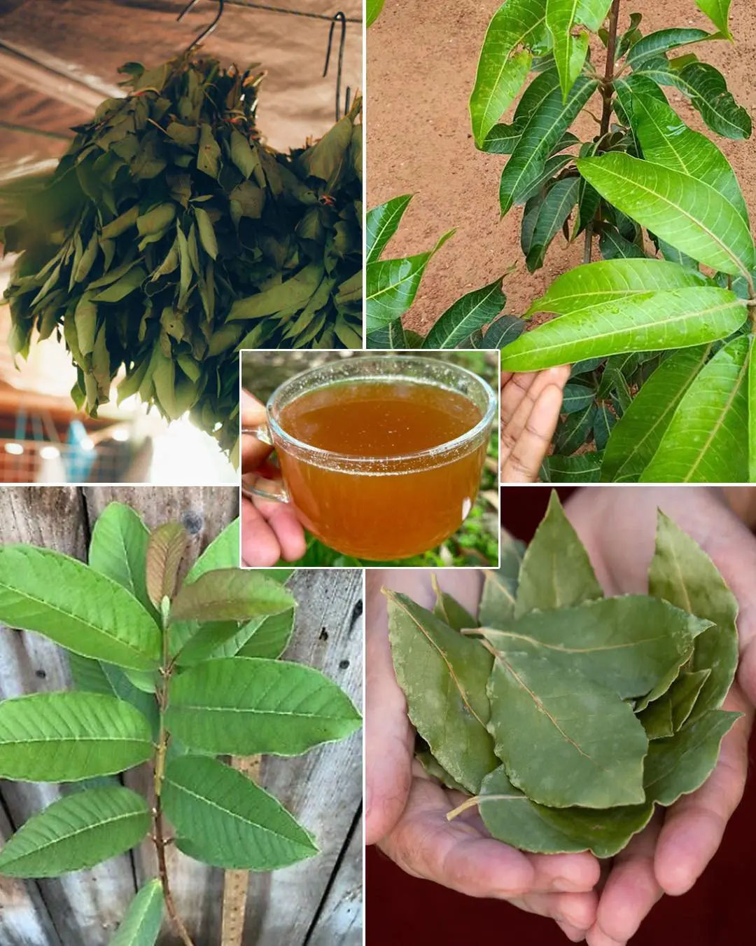 The four medicinal leaves: Avocado leaves, mango leaves, bay leaves, and guava leaves