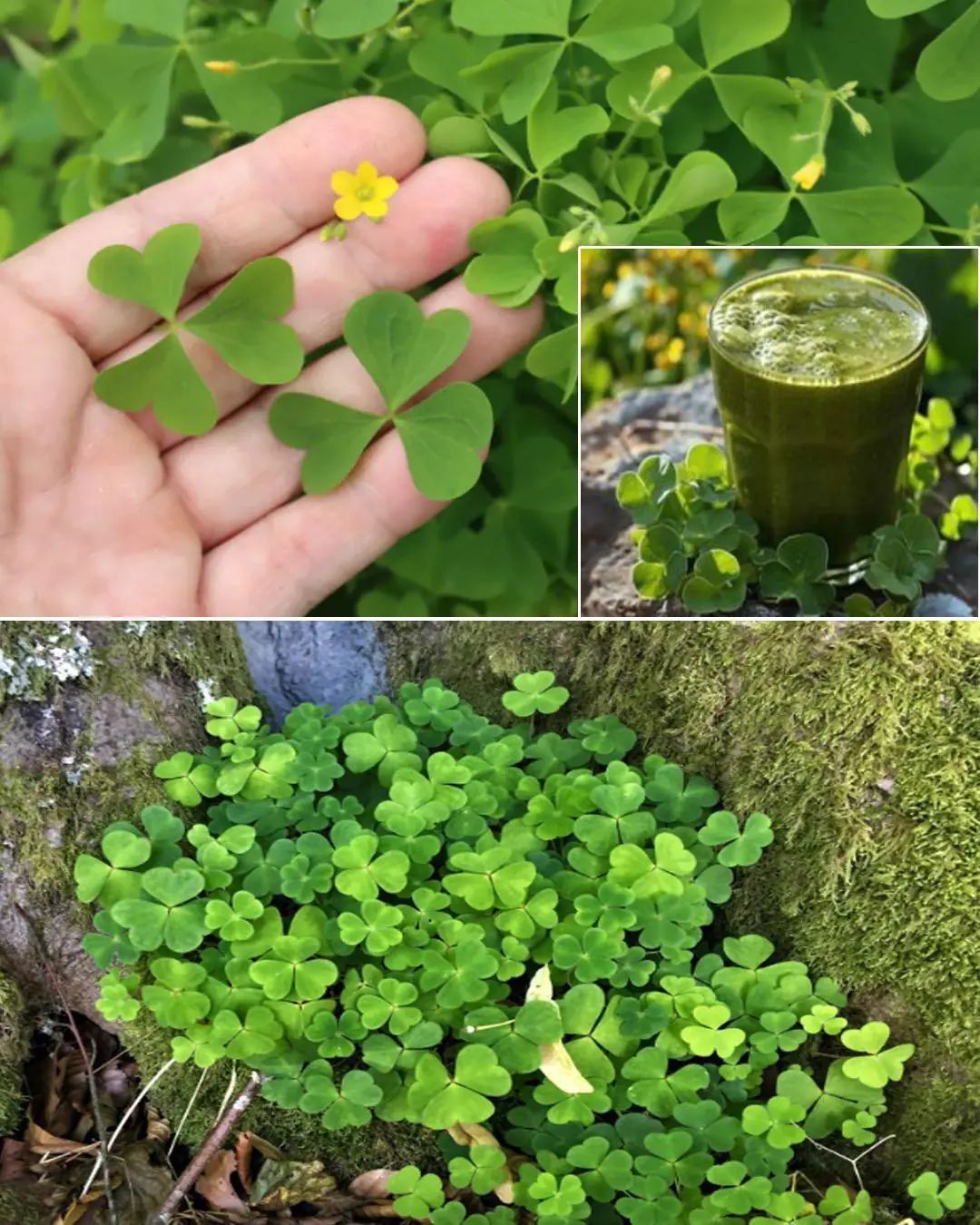 Wood Sorrel Benefits and Uses