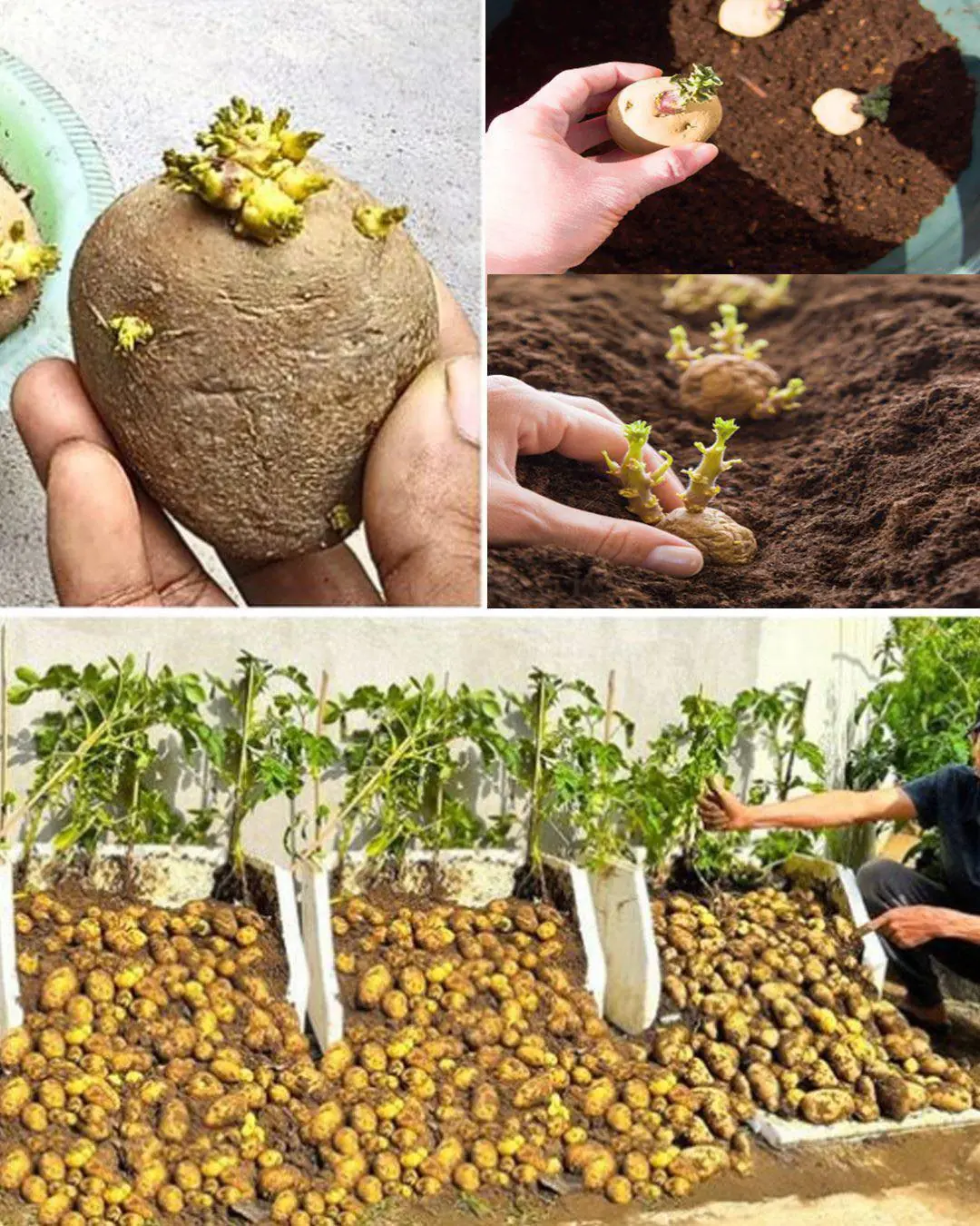 Grow potatoes in containers at home with just one potato