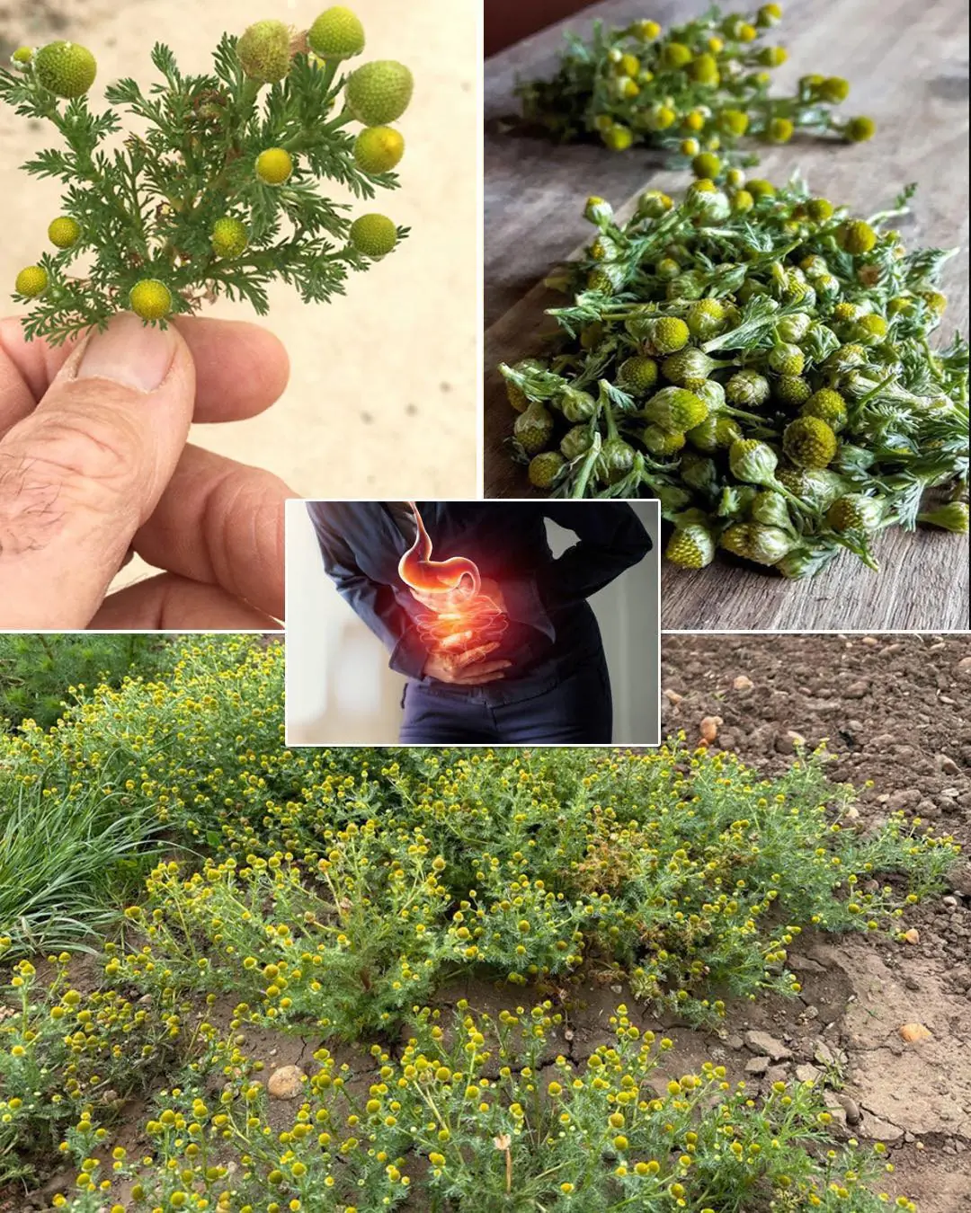Pineappleweed (Matricaria discoidea) – Nature’s Calming Herb with Surprising Benefits