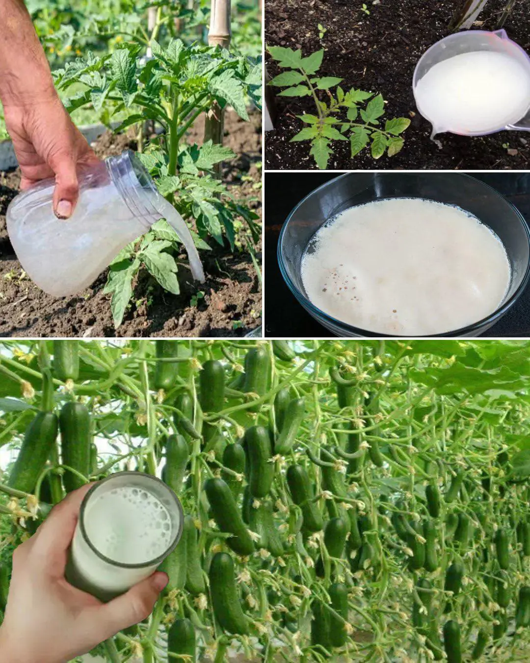 Garlic, tomatoes and cucumbers will grow rapidly. The most powerful fertilizer.