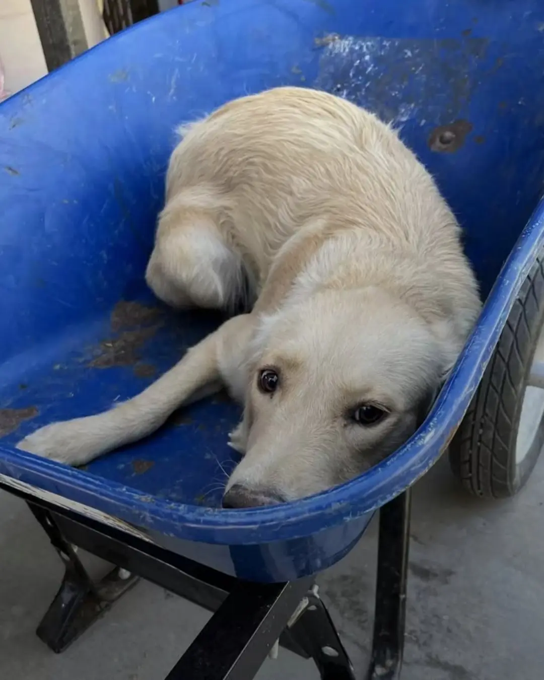 Shy Golden Retriever Saved From Euthanasia at the Last Moment