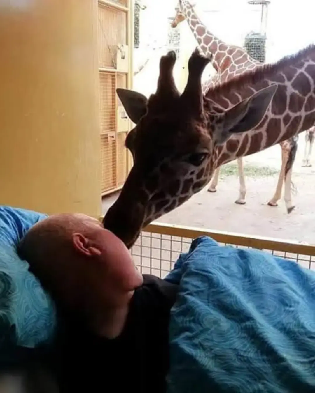 A Final Goodbye: Mario’s Last Moment with the Giraffes He Loved