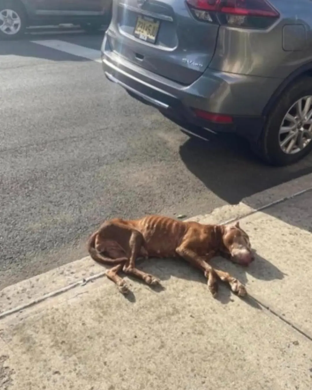 People Spotted a Dog Collapsed on a Sidewalk — Then Realized She Was Still Alive