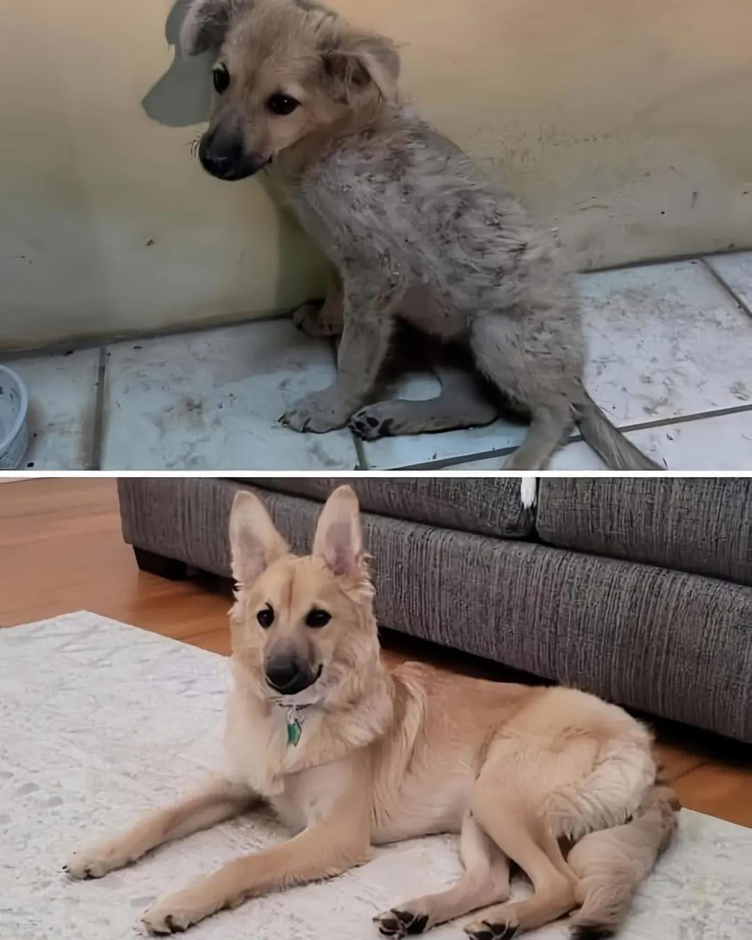 From Broken Streets to Sunshine Days: Bowie’s Journey of Rescue and Resilience
