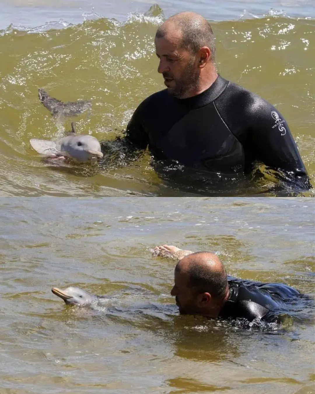 The Dolphin’s Guardian: A Tale of Compassion Beneath the Waves.