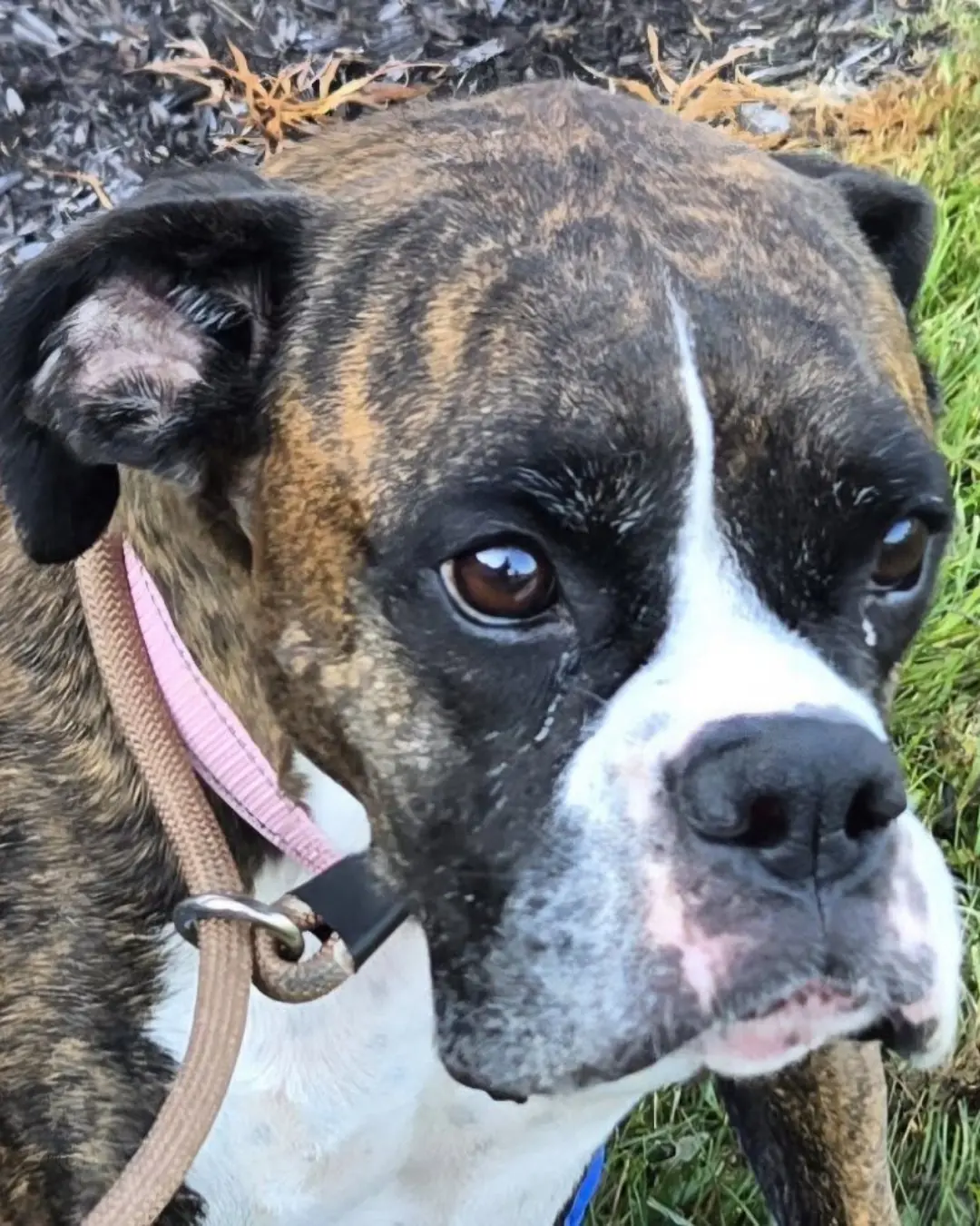A Goodbye Wrapped in Love: Honoring Nova’s Final Journey