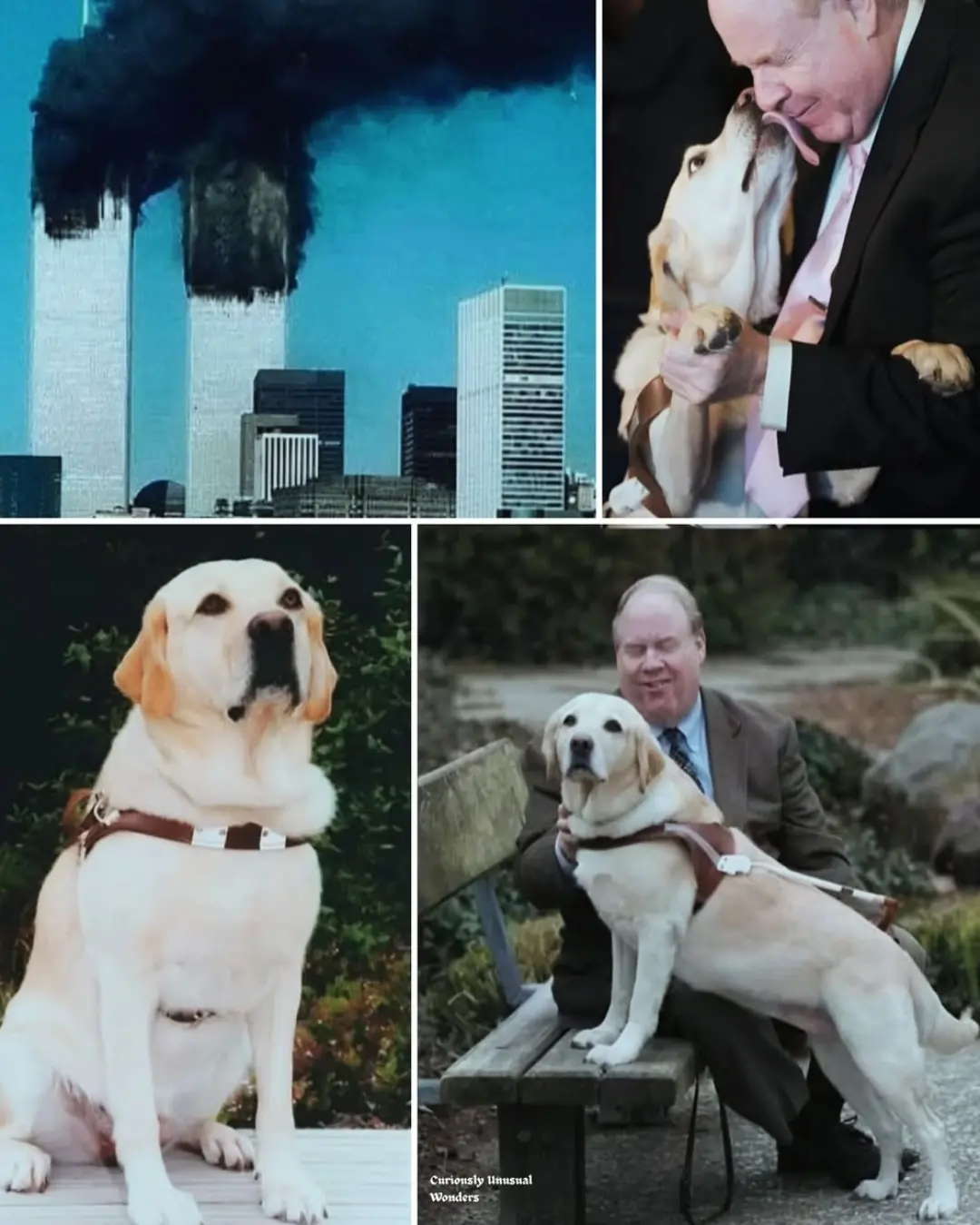Roselle: The Guide Dog Who Led Through Fire and Fear