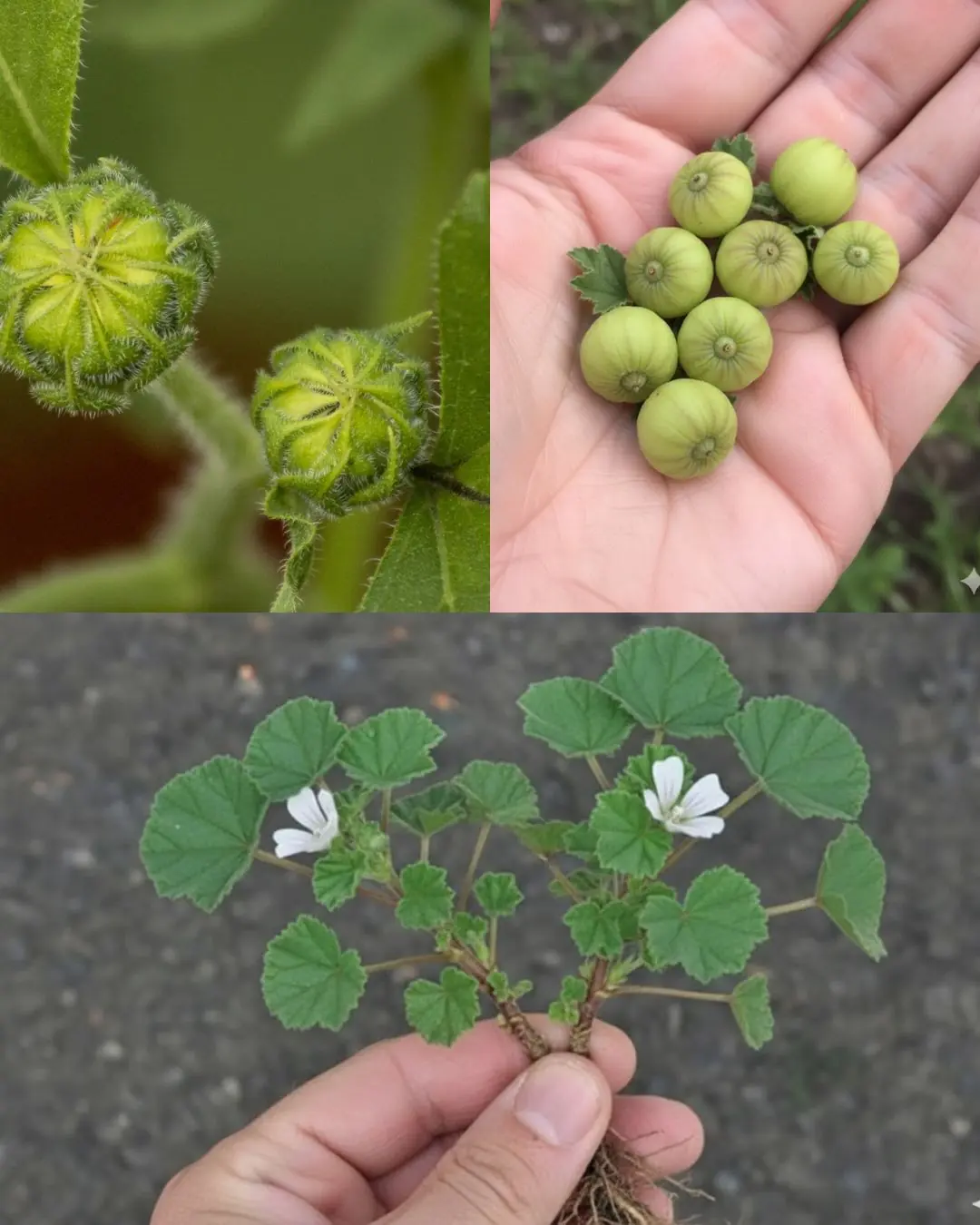 Unveiling the Green Marvel: The Top 10 Health Benefits of Common Mallow Leaves