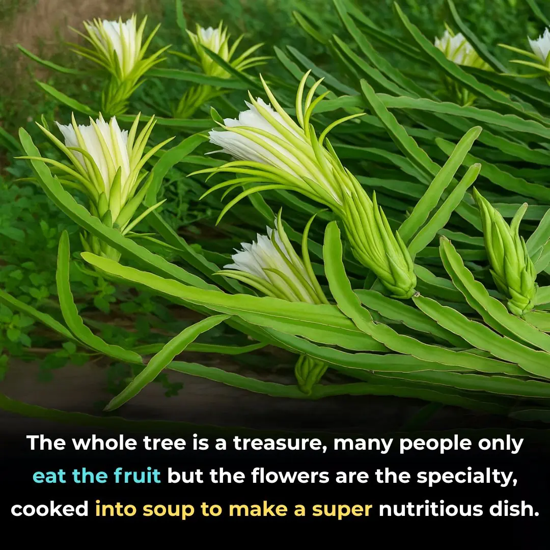 The whole tree is a treasure, many people only eat the fruit but the flowers are the specialty, cooked into soup to make a super nutritious dish.
