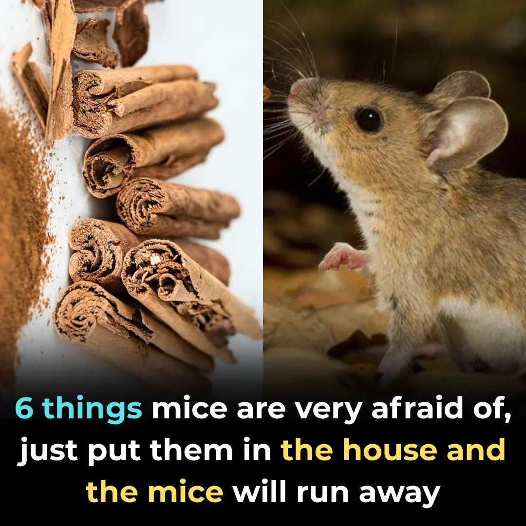 6 things mice are very afraid of, just put them in the house and the mice will run away