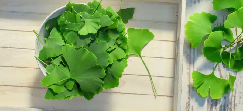 These 4 Herbs Can Protect Your Brain From Alzheimer’s, Depression, Anxiety & Much More