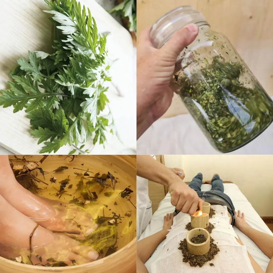 Mugwort Plant: Benefits, Properties, and Uses