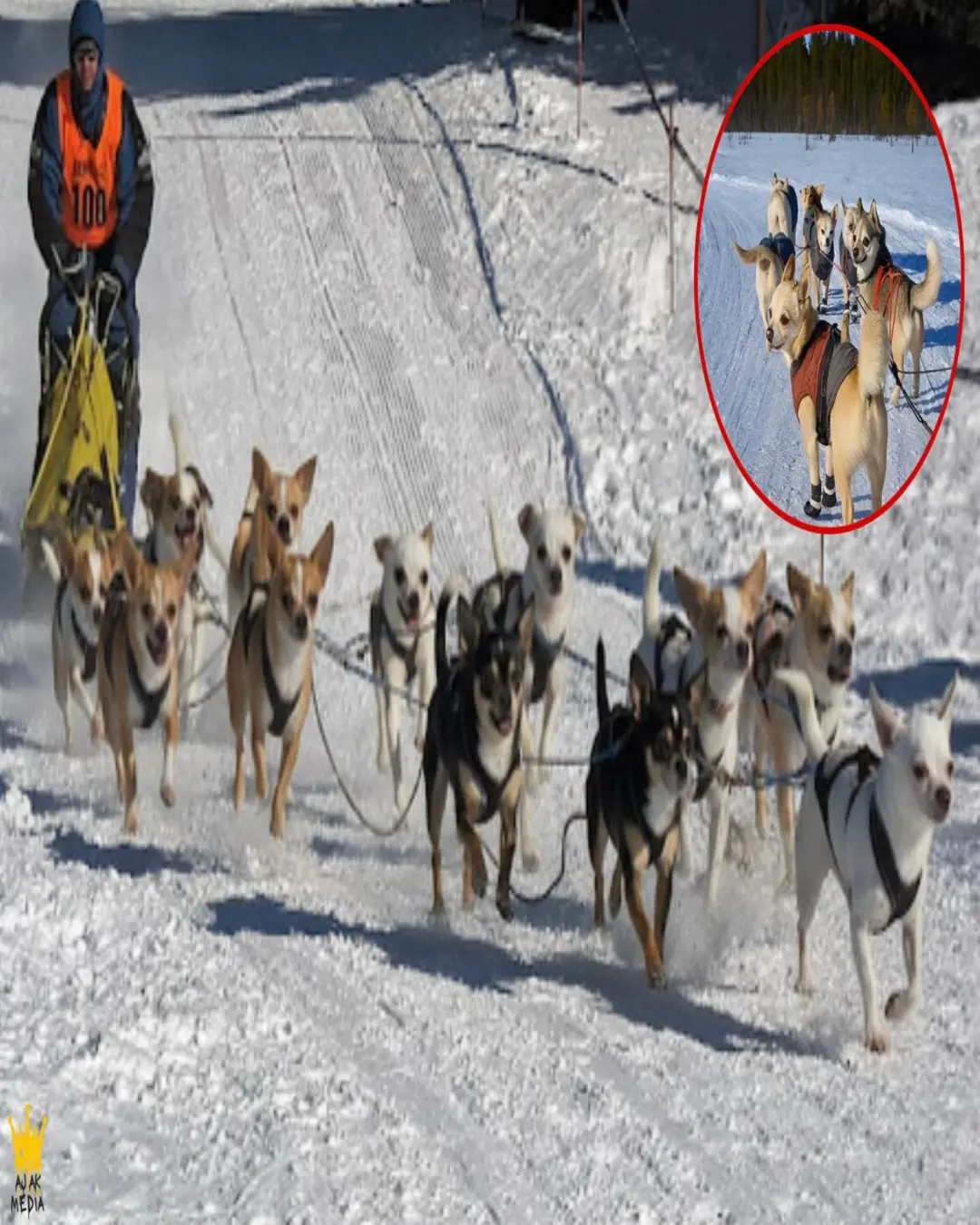 The Underdogs of the North: How Twelve Tiny Chihuahuas Conquered the Snow