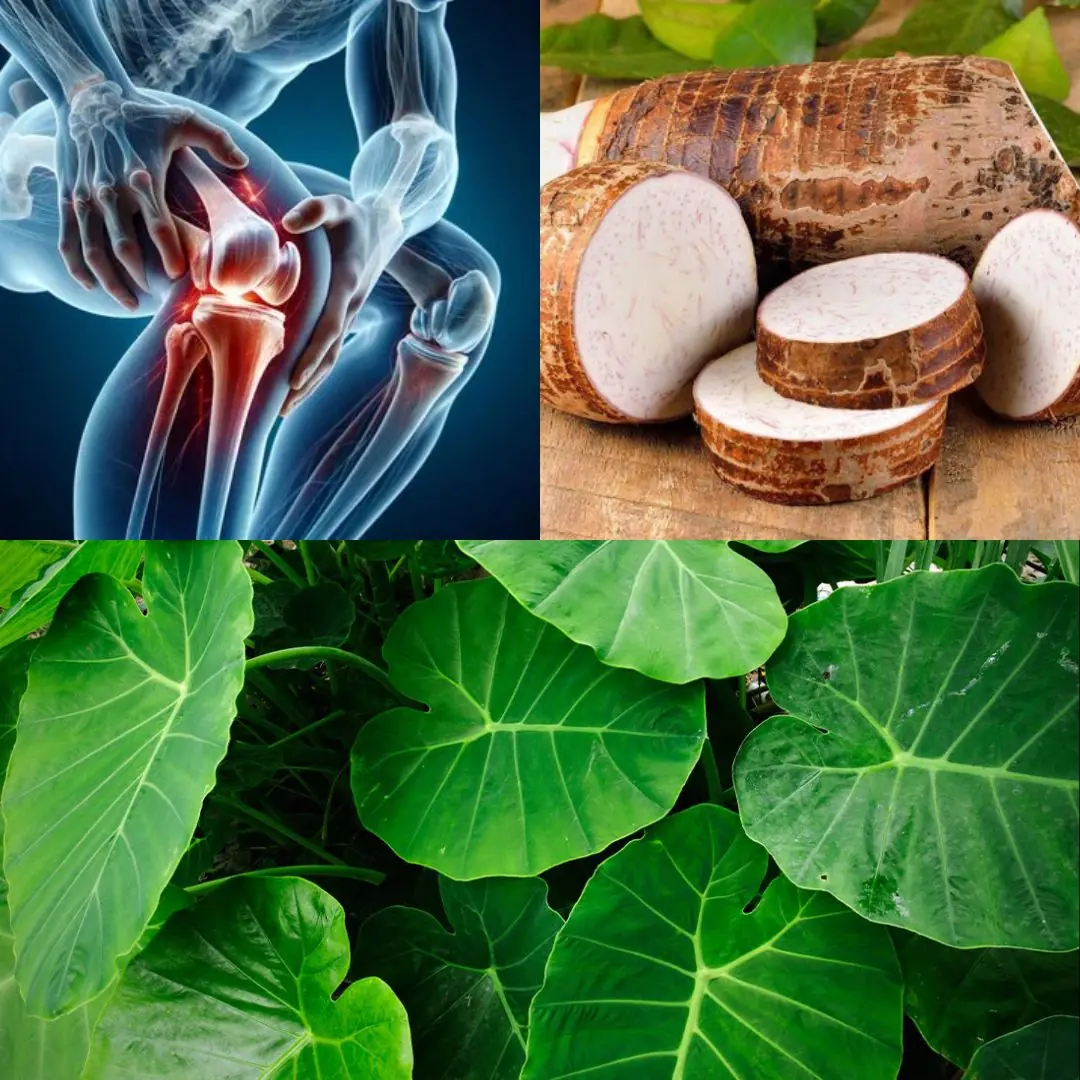 Taro Root: The Ancient Superfood Transforming Health and Sustainability