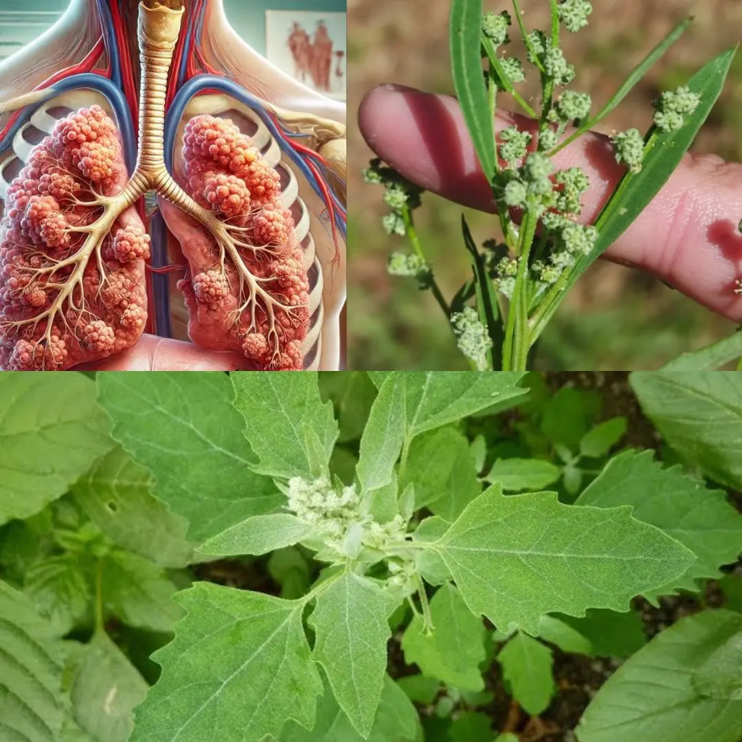 Lamb’s Quarters/Wild Spinach: The Underestimated Superfood with Maximum Health Benefits