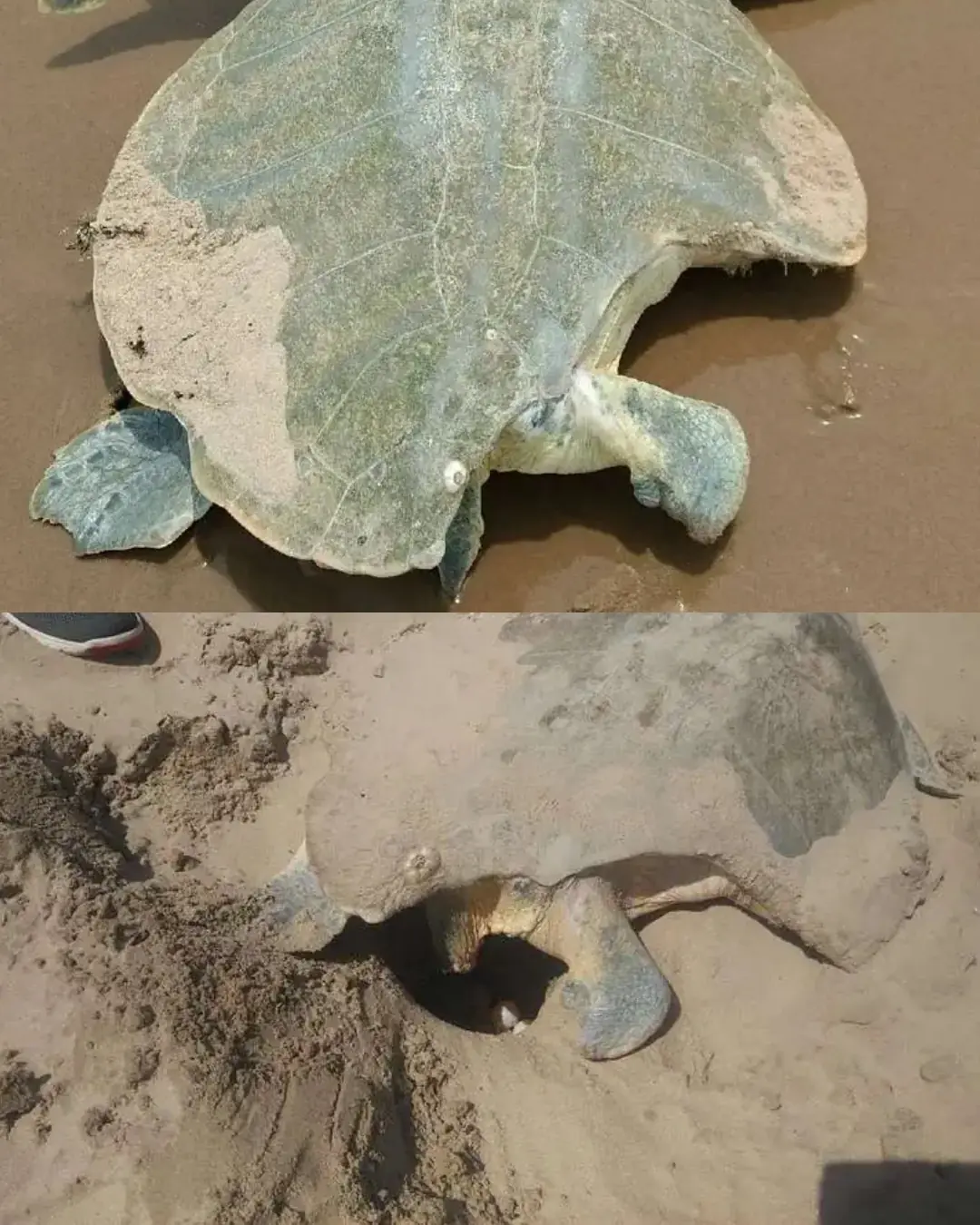 The Survivor of South Padre Island: A Mother’s Courage Beneath a Broken Shell.