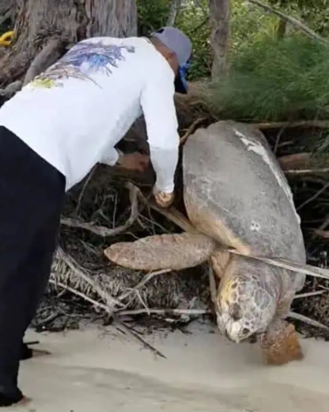 The Day Hope Returned: A Family’s Rescue of a Dying Sea Turtle.