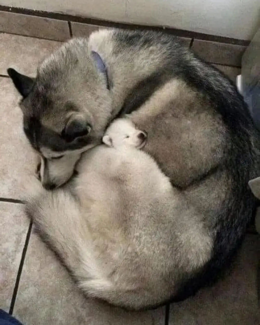 From Rescue to Guardian: How One Dog Taught Us the Power of Love