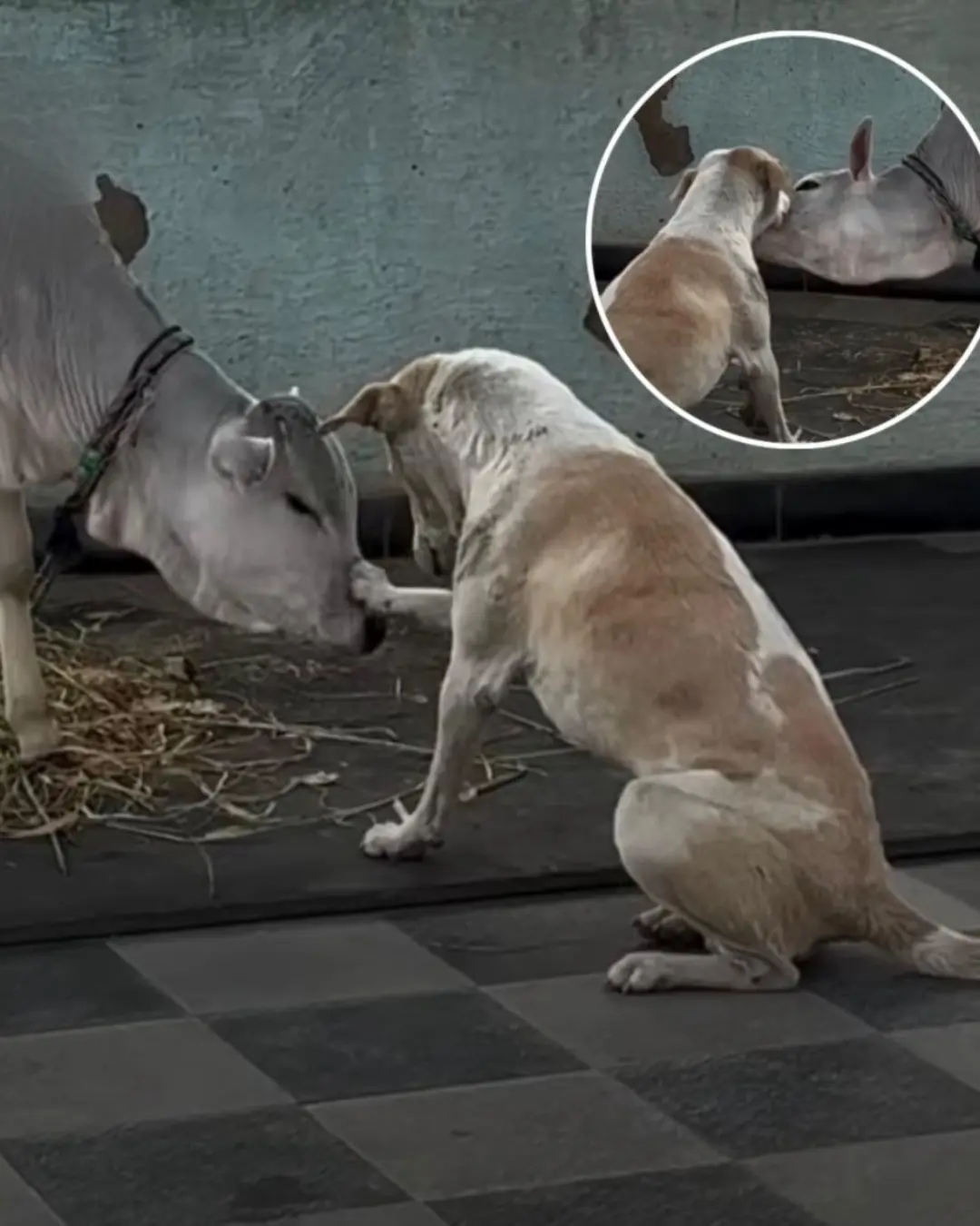 A Stray Dog’s Unlikely Best Friend: The Cow Who Became Home
