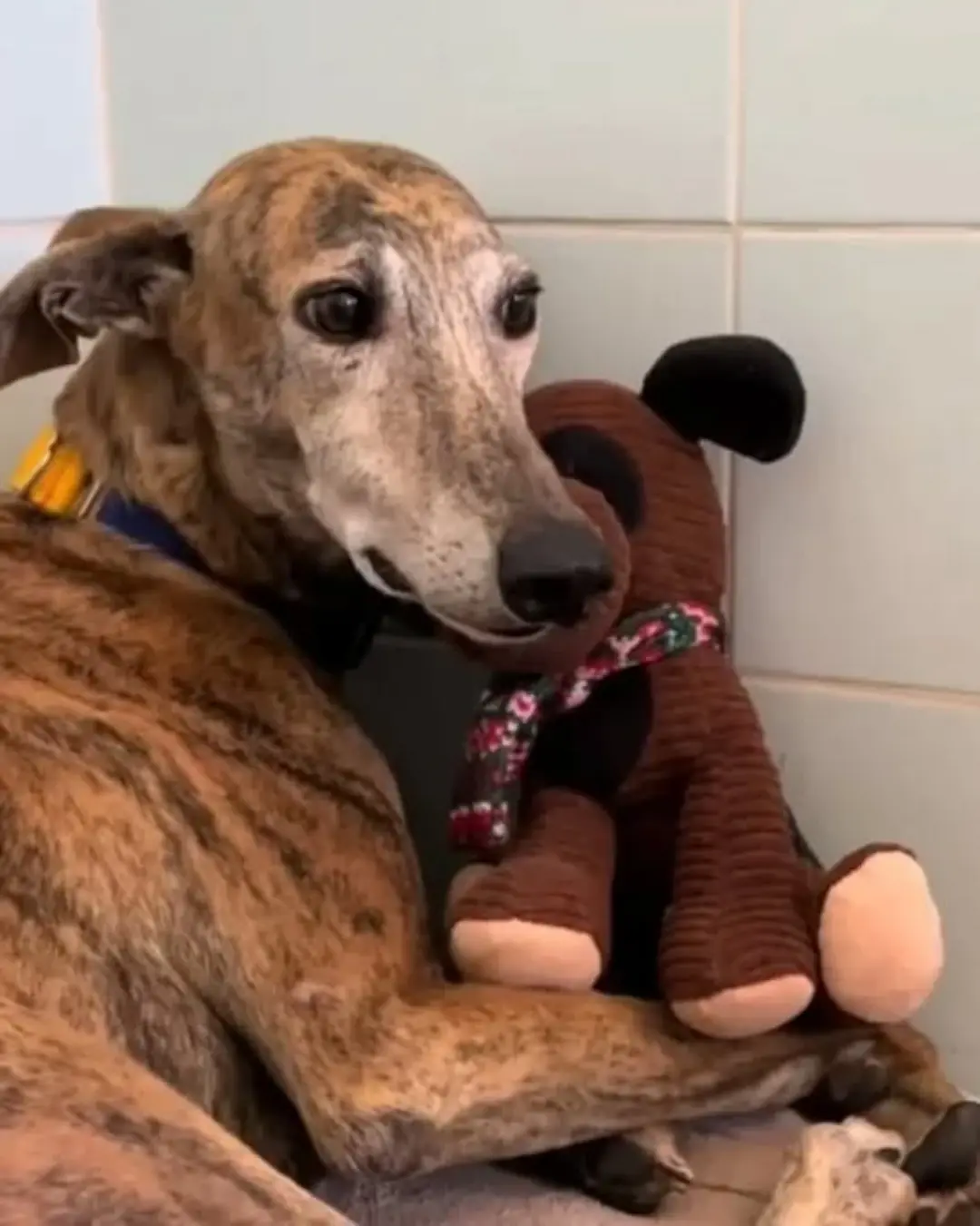 From Broken to Beloved: The Story of Steven, the Dog Who Taught Us Why Kindness Matters