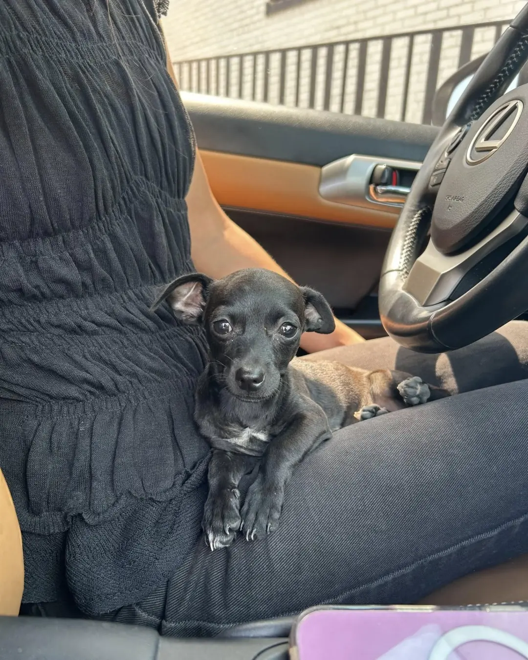 Petunia’s New Beginning: A Story of Love Found