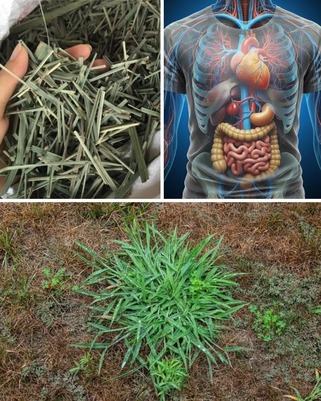 Harnessing the Power of Goose Grass: A Guide to Its Preparation and Therapeutic Uses