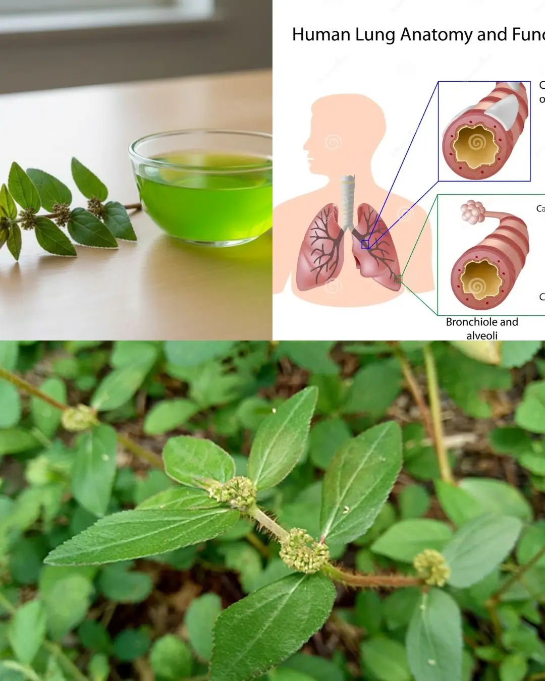 Euphorbia Hirta (Asthma-plant): Traditional Uses and Applications