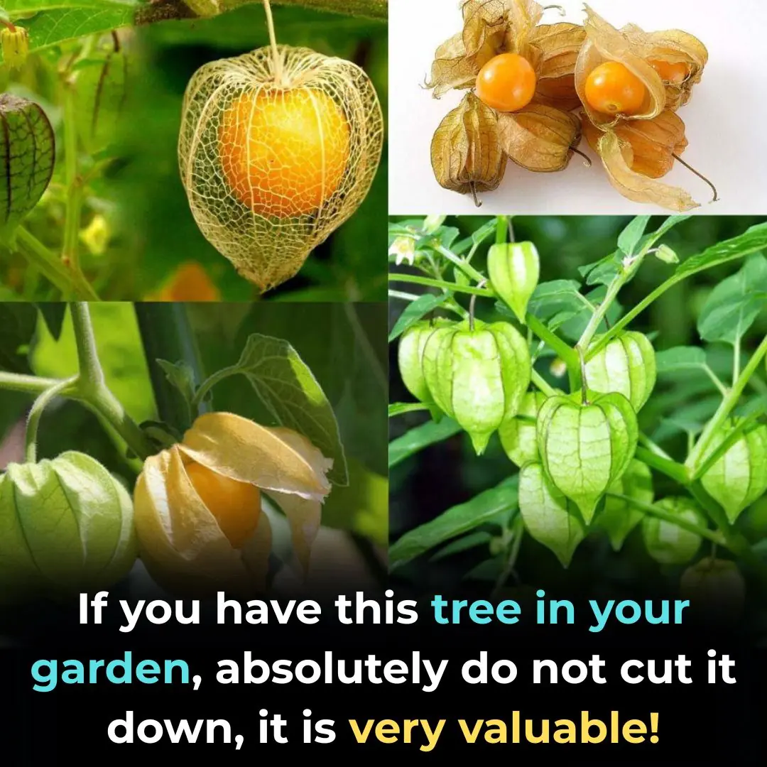 If you have this plant in your garden, don’t cut it down – it’s incredibly valuable!