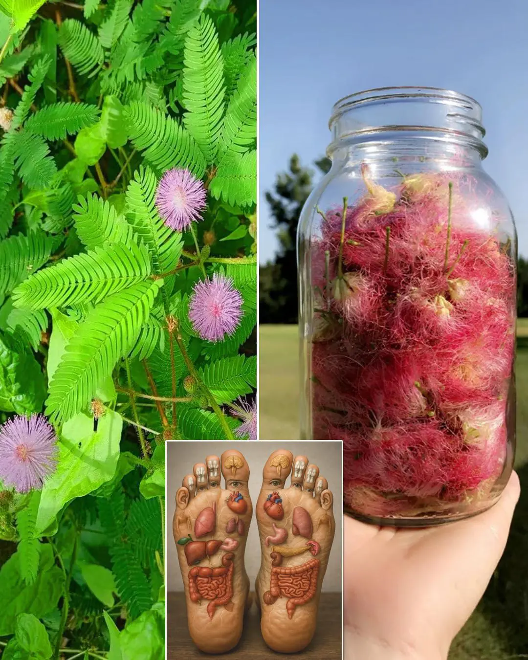 Mimosa Pudica Tea: How to Prepare and Health Benefits