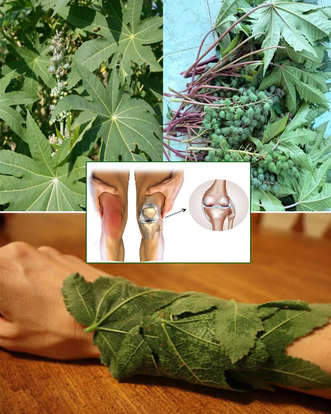 Some of the Benefits of Castor Leaves and the Seed