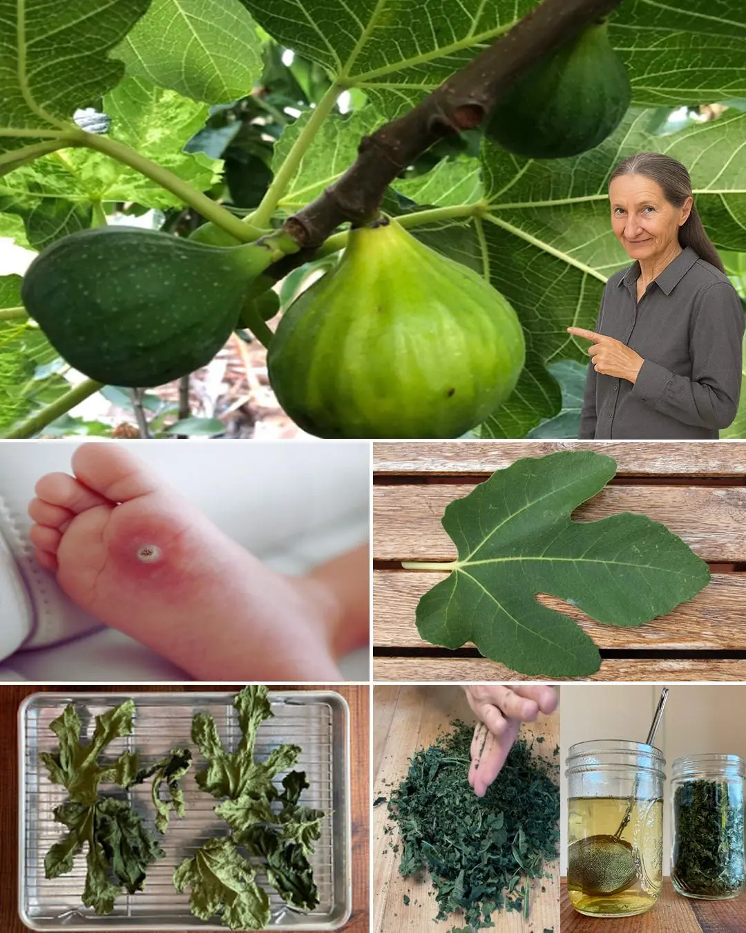 Fig Leaves: Surprising Benefits and Uses