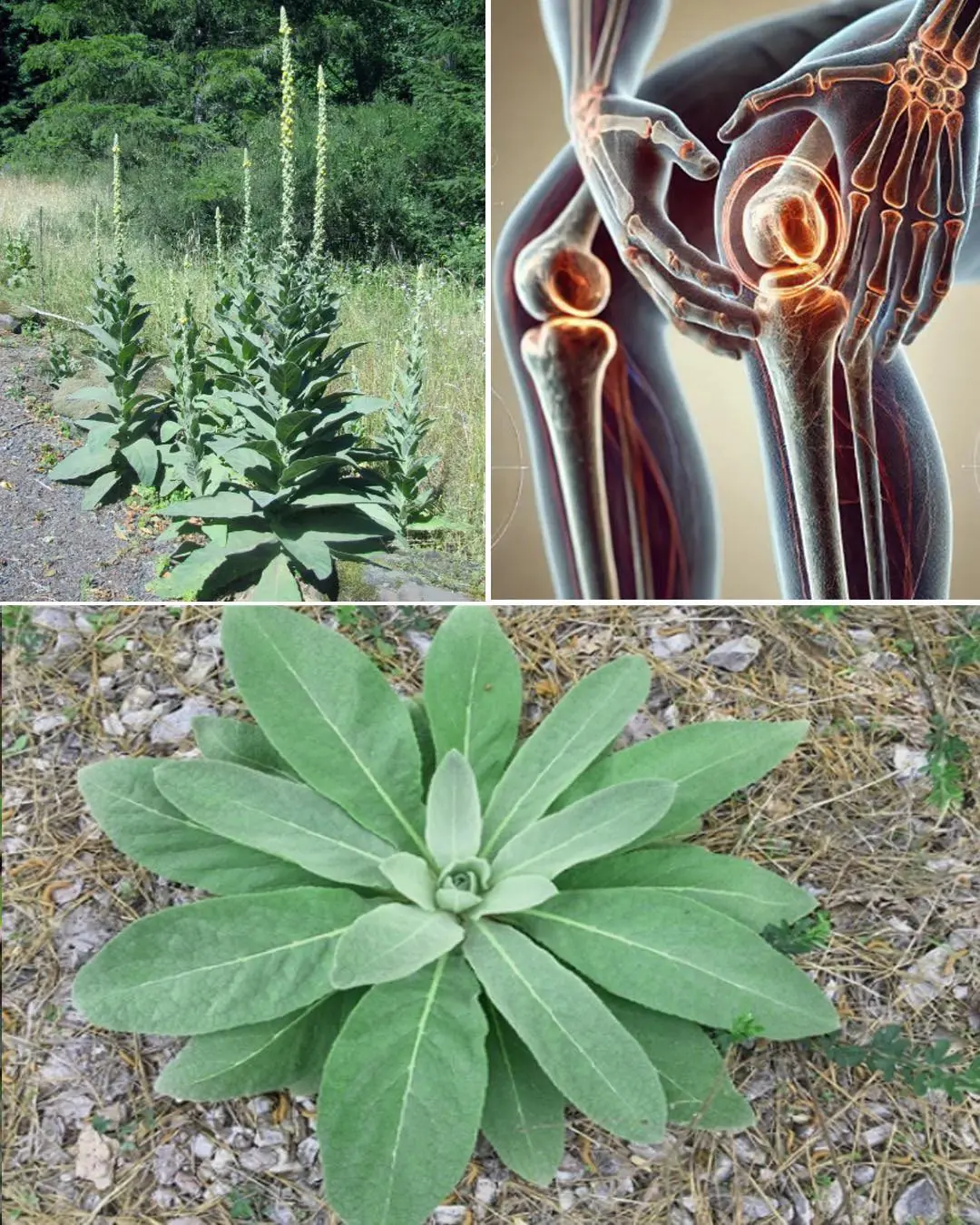 Common Mullein: Benefits and Uses of Nature’s Versatile Herb