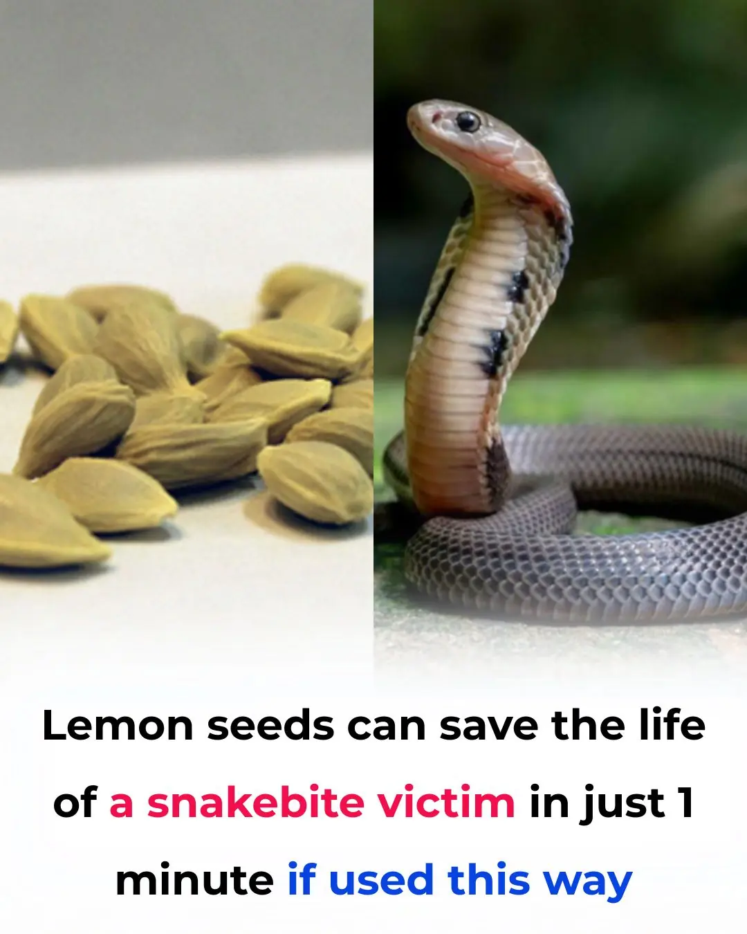 Lemon Seeds Can Save a Snakebite Victim Within Just One Minute If Used This Way