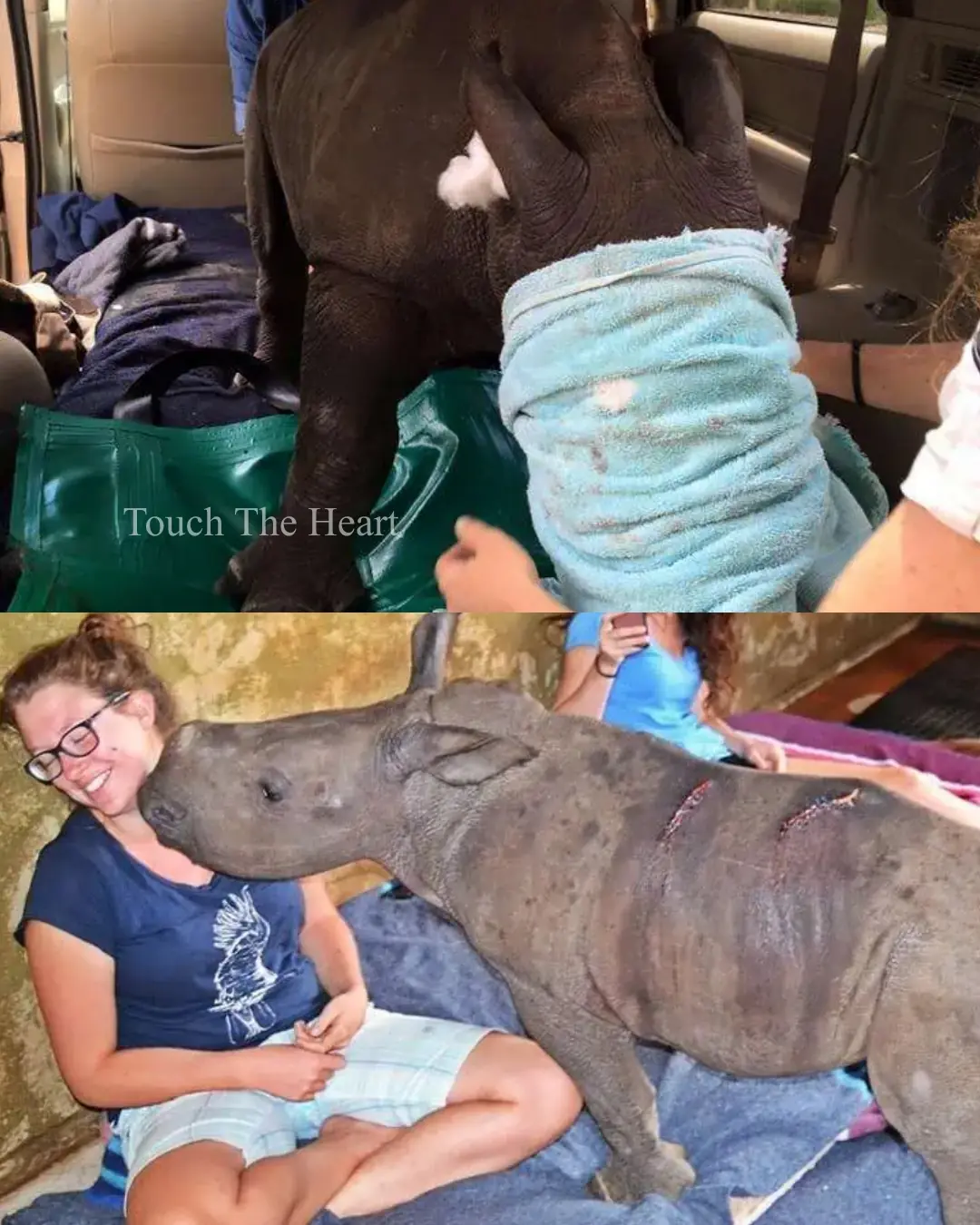 J’aime the Baby Rhino: The Little Survivor Who Learned to Love Again.