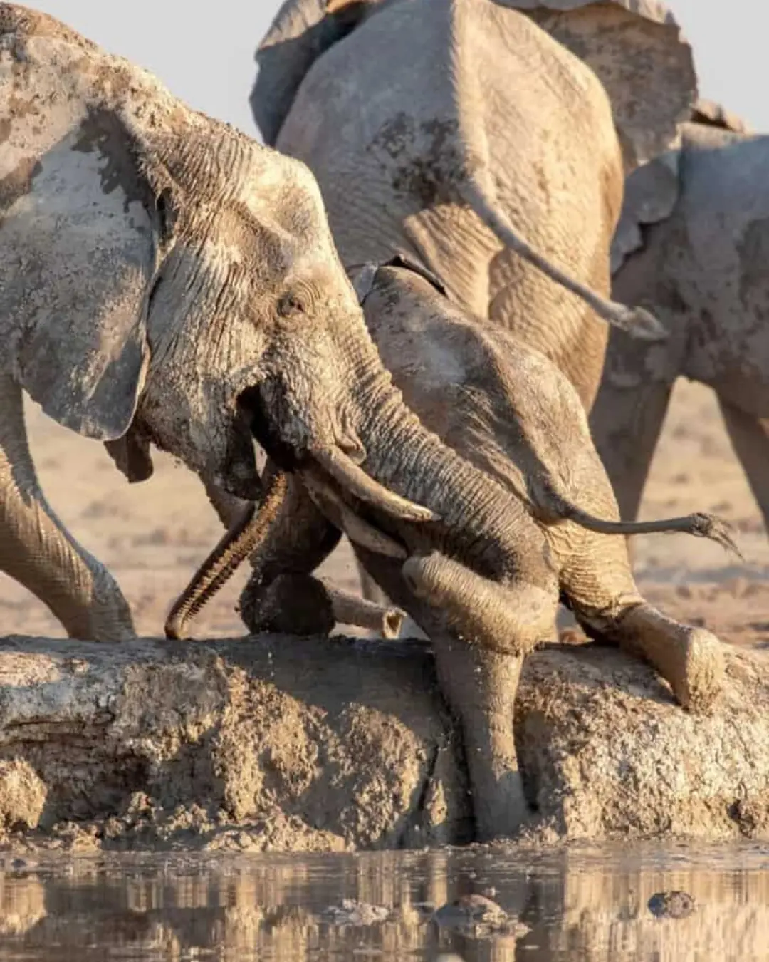 The Day the Herd Came Together: A Mother’s Cry and an Elephant’s Courage.