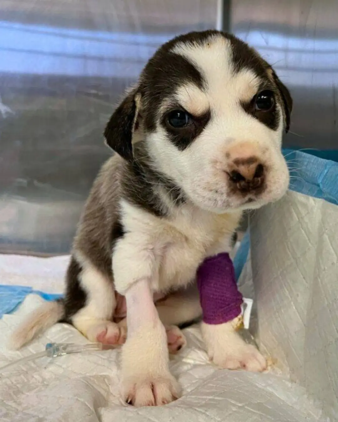 Thrown Away, Yet Still Breathing: The Heartbreaking Rescue of a Puppy Named Kiss