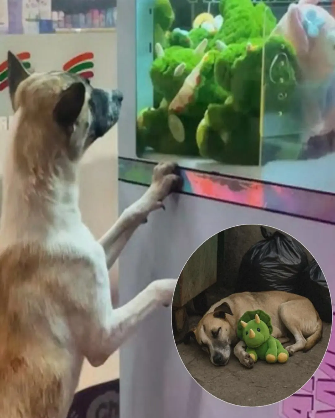 The Stray and the Green Triceratops: A Toy That Became a Lifeline