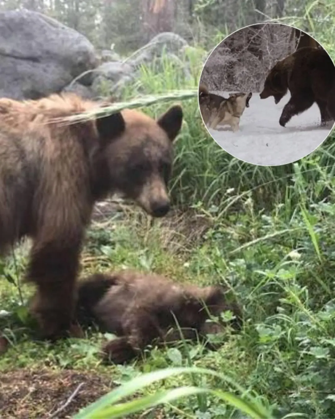 Grieving Mother Bear Hunts Wolves in Chilling Act of Revenge