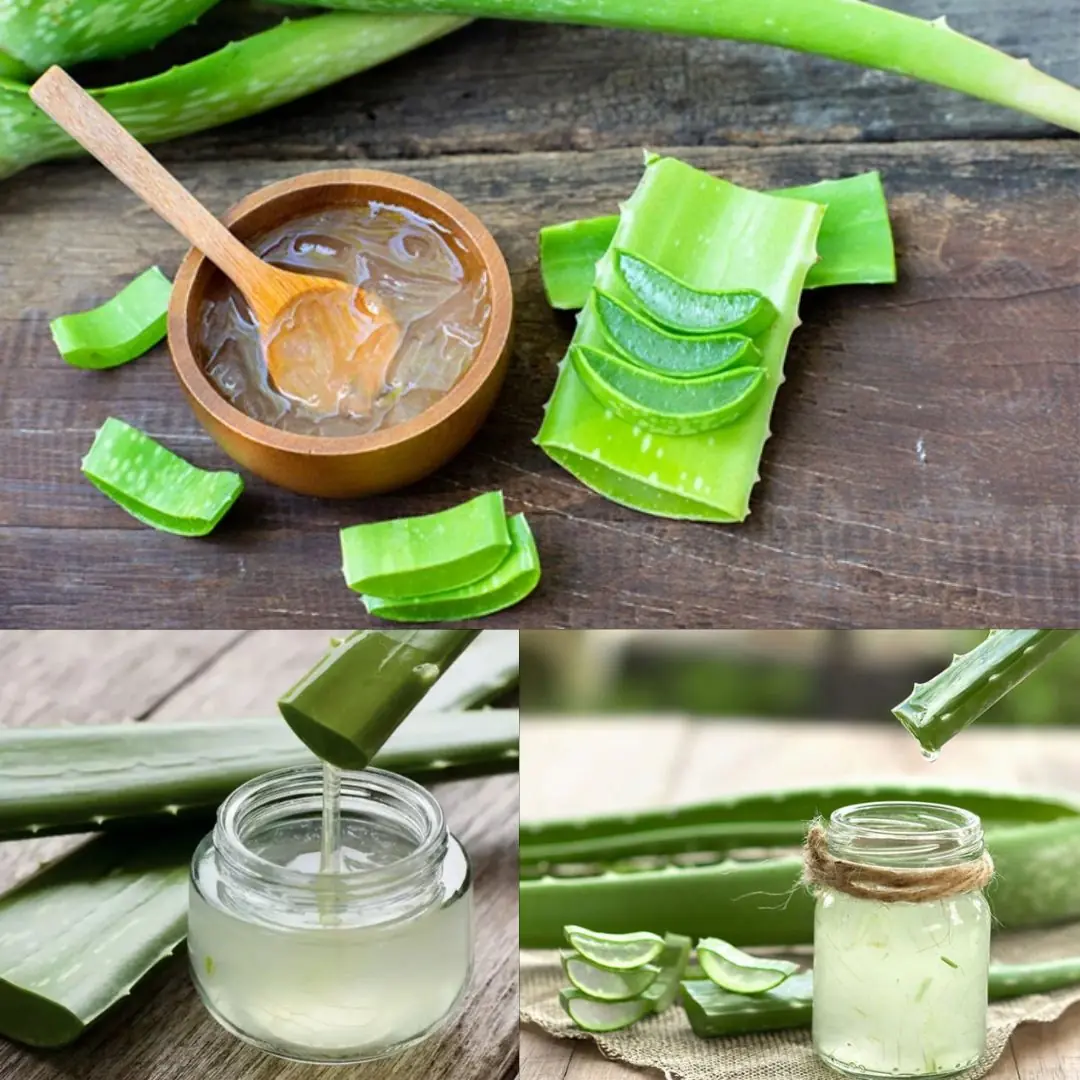 The Aloe Vera Gel Is Not the Only One Very Useful